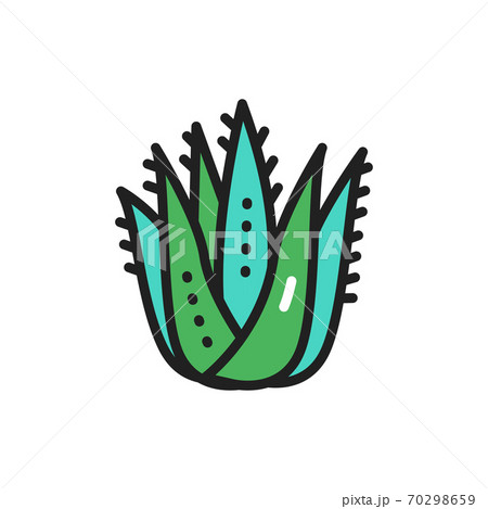 Aloe plant color line icon. Vector illustration 70298659