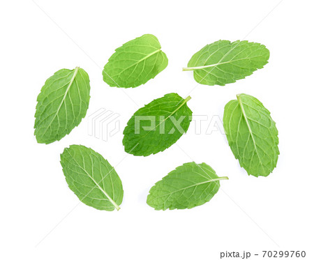 Mint green leaves isolated on white background. 70299760