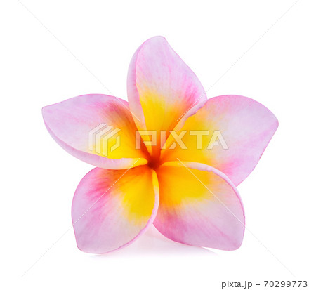 frangipani flower isolated on white background frangipani flower isolated on white background 70299773