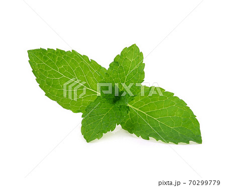 Mint leaves isolated on white background. Mint leaves isolated on white background. 70299779