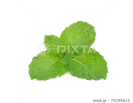Mint leaves isolated on white background. Mint leaves isolated on white background. 70299815