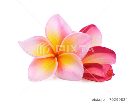 frangipani flower isolated on white background 70299824