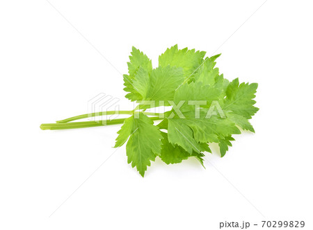 Celery isolated on white background 70299829
