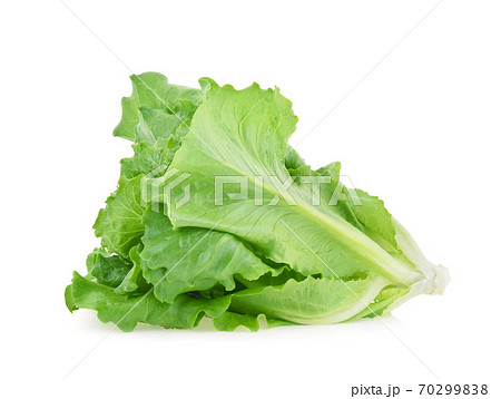 butter head lettuce isolated on white background butter head lettuce isolated on white background 70299838