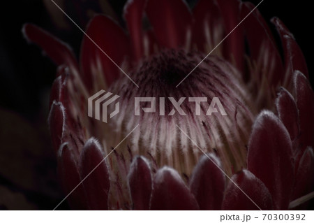 プロテア 花 オーストラリア プロテア 花 オーストラリア 70300392
