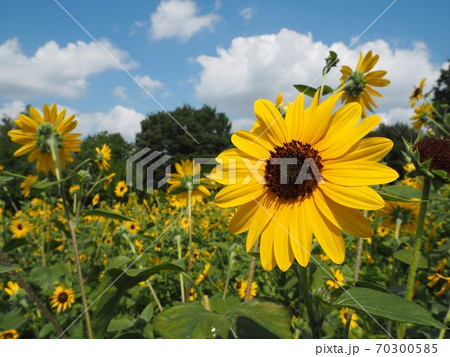 空に向かって咲くひまわり 70300585