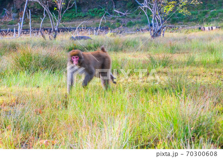 湿原と猿 湿原と猿 70300608