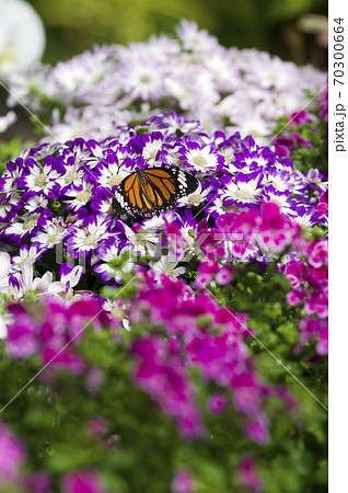 蝶が花の蜜を吸っています。この蝶の名前はスジグロカバマダラです。 70300664