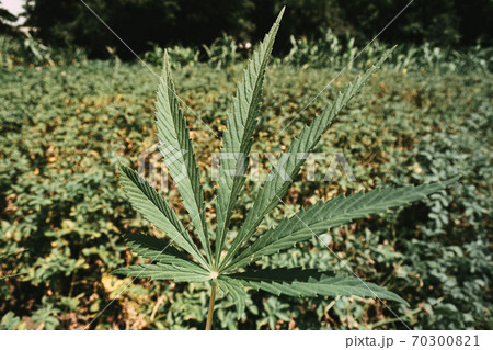 Cannabis leaf on a green field background. Cannabis leaf on a green field background. 70300821