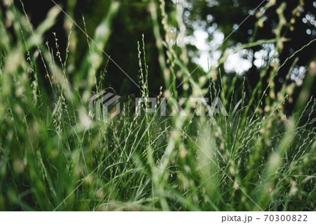Flowering grass in the meadow. Flowering grass in the meadow. 70300822