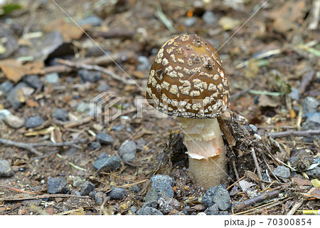 ガンタケ 70300854