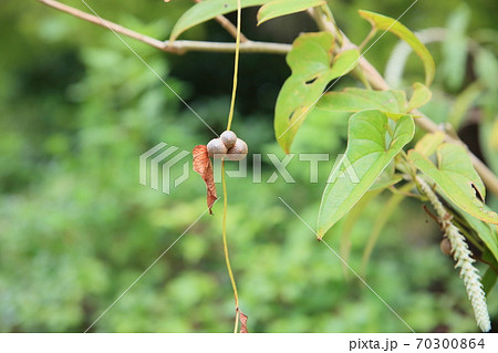 ムカゴの実 ムカゴの実 70300864