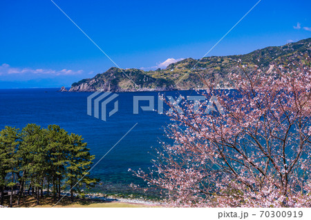 （静岡県）桜咲く、西伊豆・黄金崎公園 70300919