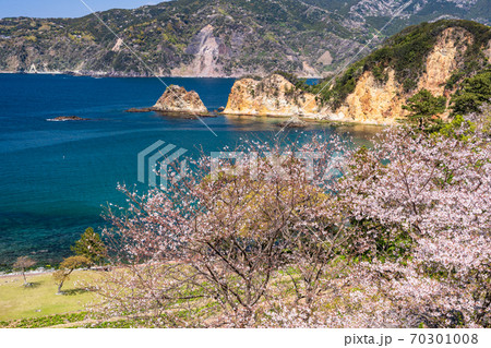 静岡県 桜咲く 西伊豆 黄金崎公園の写真素材