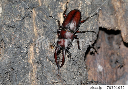 ノコギリクワガタ 70301052