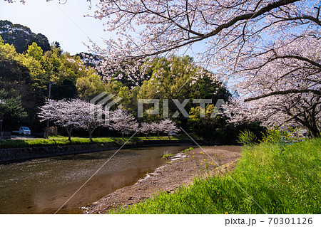 (静岡県)花とロマンの里・松崎町・那賀川の桜 満開 (静岡県)花とロマンの里・松崎町・那賀川の桜 満開 70301126