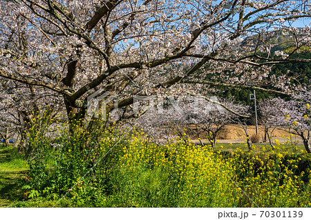 （静岡県）花とロマンの里・松崎町・那賀川の桜　満開 70301139