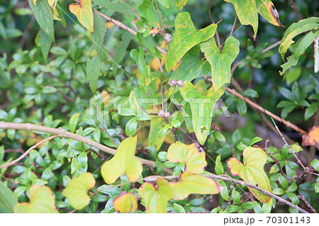 ムカゴの実 70301143