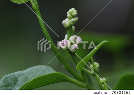 小さな、ツルムラサキの花 70301162