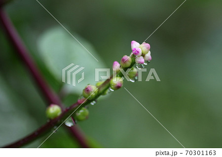 小さな ツルムラサキの花の写真素材