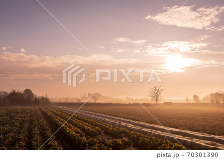 「埼玉県」朝霧でオレンジ色に染まる見沼田んぼ 70301390