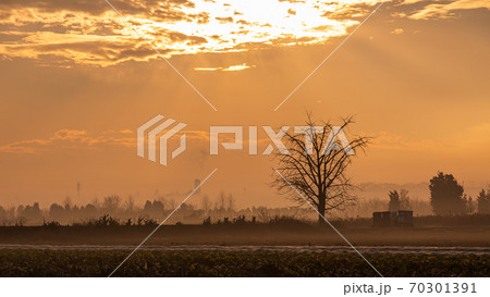 「埼玉県」朝霧でオレンジ色に染まる見沼田んぼ 70301391