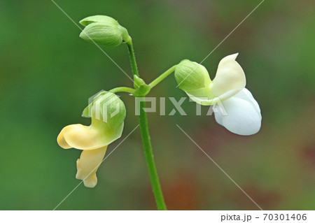 ツルなしインゲンの可愛い花 福島県只見町の写真素材