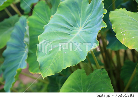 サトイモの葉 朝露の写真素材