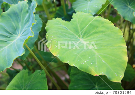 サトイモの葉 朝露の写真素材