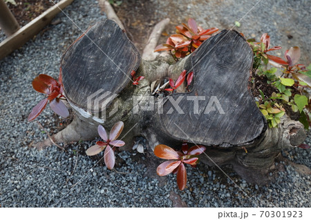 切り株から生える新芽の生命力 切り株から生える新芽の生命力 70301923
