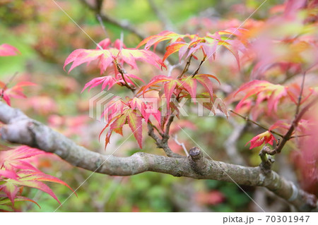 色づくカエデの葉 70301947