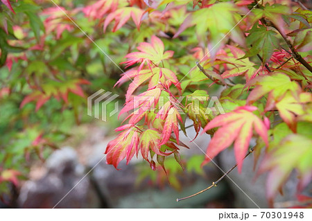 色づくカエデの葉 色づくカエデの葉 70301948