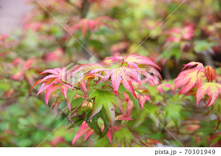色づくカエデの葉 70301949