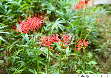 ヒガンバナの花 70301954