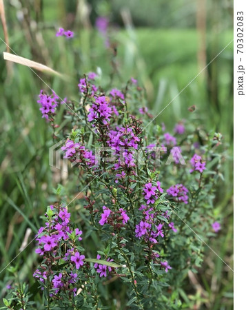 公園に自生するエゾミソハギ(ミソハギ) 公園に自生するエゾミソハギ(ミソハギ) 70302083