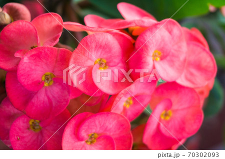 Crown of thorns colorful flower plant Crown of thorns colorful flower plant 70302093