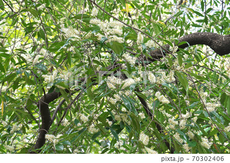 バラ科の常緑高木リンボクの花 10月撮影の写真素材