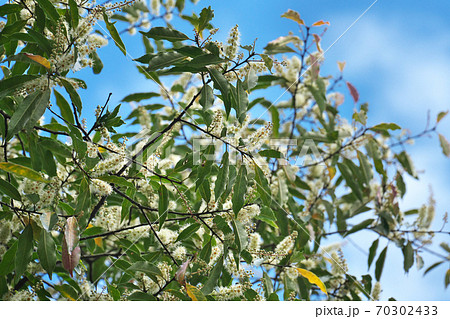 バラ科の常緑高木「リンボク」の満開の花　10月撮影 70302433