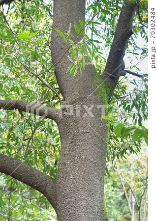 花を咲かせているバラ科の常緑高木 リンボク 10月撮影の写真素材