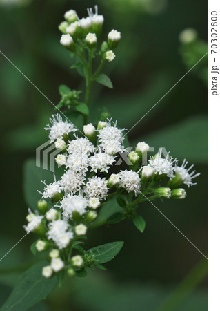 小さな筒状花が多数集まる「マルバフジバカマ」の花　10月撮影 70302800