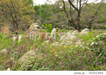 秋の七草　ハギとススキが満開の里山風景　 70302994