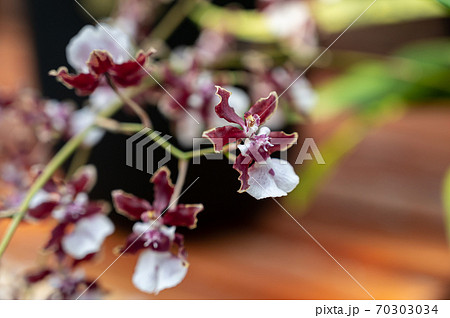 オドントグロッサムの花の写真素材