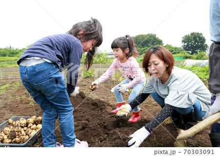 じゃがいもを収穫する家族 じゃがいもを収穫する家族 70303091
