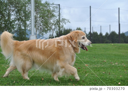 公園を散歩する犬 公園を散歩する犬 70303270