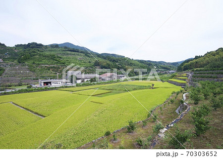 熊本のみかん畑と棚田のイメージ 70303652