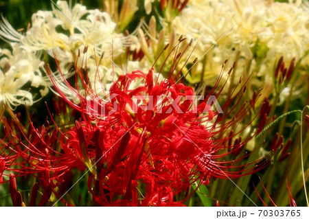 山田池公園：秋の田園の花：ヒガンバナ:曼珠沙華：赤:白色 70303765