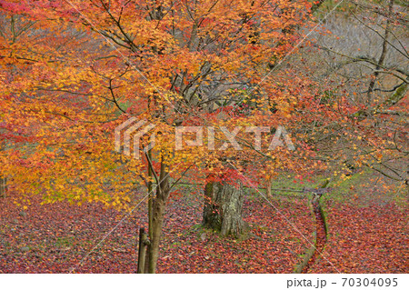 ≪京都 美山町 秋 紅葉の大野ダム≫ 京都府南丹市 ≪京都 美山町 秋 紅葉の大野ダム≫ 京都府南丹市 70304095