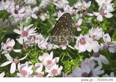 蝶が花の蜜を吸っています。蝶の名前はツムラサキマダラです。 70304146