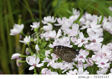 蝶が花の蜜を吸っています。蝶の名前はツムラサキマダラです。 70304147