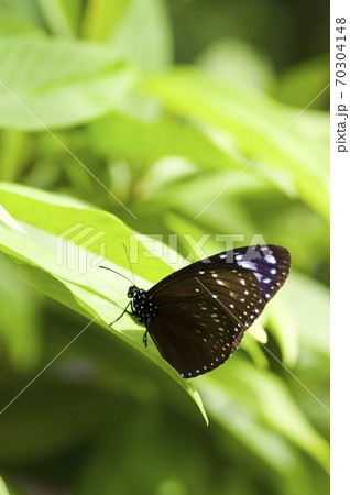 蝶の名前はツムラサキマダラです。 70304148